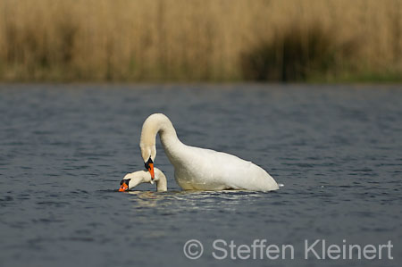 007 Höckerschwan - Paarung (Cygnus olor)